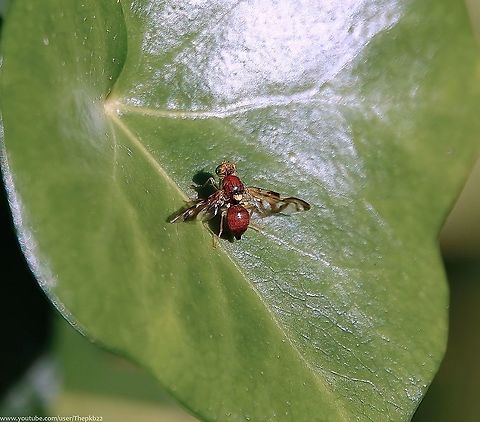 Celery Fruit fly (Euleia heraclei) I featured this hyperactive fly in April 2001 here:                   https://www.jungledragon.com/image/114425/celery_fruit_fly_euleia_heraclei.html

In the commentary to that video I mentioned E heraclei has two colour forms, black as shown at the time and a light brown/red version shown in the photograph above, which is indicative of the summer generation.

This colouring and body detail is quite stunning. Celery Fly,Euleia heraclei,Fall,Geotagged,United Kingdom