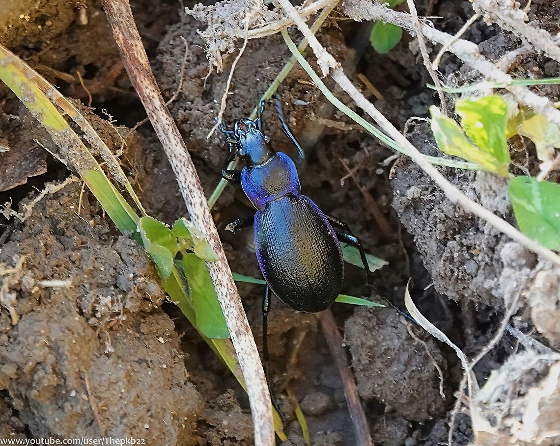 Violet Ground Beetle (Carabus problematicus) Not to be confused with its far more common look-a-like, the Violet Ground beetle 'Carabus violaceus', this is a quite  impressive looking beetle, with this bright metallic purple/violet sheen.<br />
<br />
How can you tell the two beetles apart?<br />
<br />
Read the accompanying commentary to this video to find out: <section class="video"><iframe width="448" height="282" src="https://www.youtube-nocookie.com/embed/y5e7-yu2jg8?hd=1&autoplay=0&rel=0" frameborder="0" allowfullscreen></iframe></section><br />
                                Carabus problematicus,Fall,Geotagged,Rough Violet Ground Beetle,United Kingdom