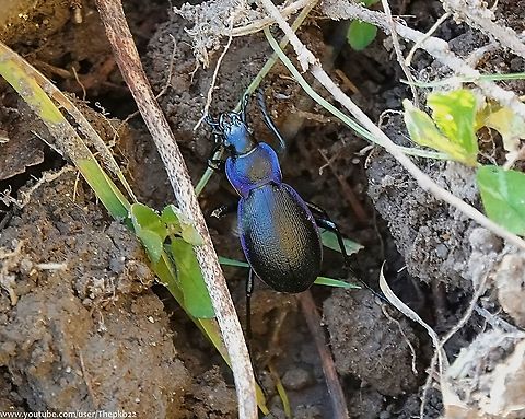 Violet Ground Beetle (Carabus problematicus) Not to be confused with its far more common look-a-like, the Violet Ground beetle 'Carabus violaceus', this is a quite  impressive looking beetle, with this bright metallic purple/violet sheen.

How can you tell the two beetles apart?

Read the accompanying commentary to this video to find out: https://www.youtube.com/watch?v=y5e7-yu2jg8
                                Carabus problematicus,Fall,Geotagged,Rough Violet Ground Beetle,United Kingdom