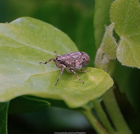 Issus coleoptratus Looking at this intricately patterned plant hopper, you wouldn't think that as a young instar it demonstrates something no other living species on earth is known to possess.

Mechanical gears.


Juveniles of the species have an intricate gearing system that locks their back legs together, allowing both appendages to rotate at the exact same instant, causing the tiny creatures to jump forward.

Any slight variation would send the insect in an unintended direction.

"The researchers&rsquo; high-speed videos showed that the creatures, who jump at speeds as high as 8.7 miles per hour, cocked their back legs in a jumping position, then pushed forward, with each moving within 30 microseconds (that&rsquo;s 30 millionths of a second) of the other.

The finely toothed gears in their legs allow this to happen. &ldquo;In Issus, the skeleton is used to solve a complex problem that the brain and nervous system can&rsquo;t,&rdquo; (Researcher Malcolm Burrows - Smithsonian magazine 2013)

However, as an adult, a different propulsion system is used
                          Geotagged,Issus coleoptratus,Summer,United Kingdom