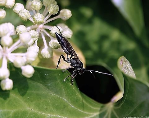 Ichneumon Wasp (Stenichneumon culpator) Most of the informed sources I've read give this wasp's season as being April to September. While there's always a little leeway, I'm still seeing S. culpator in my garden every day in multiple numbers, and it's now 8th November.

There's not an awful lot of further information at hand, but what there is can be read alongside this video:   https://www.youtube.com/watch?v=atrN7-obx9U          Fall,Geotagged,Stenichneumon culpator,United Kingdom