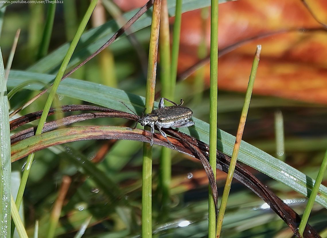Leaf Beetle (Donacia versicolorea) I&#039;m posting this to correct a previous misidentification where I named this species &#039;Plateumaris sericea&#039;, an extremely similar Leaf beetle.<br />
<br />
I spotted my error after separately coming across D. versicolorea and immediately recognising it.<br />
<br />
What are those identifying features. Without going into the minutiae, some pointers are given here:    <section class="video"><iframe width="448" height="282" src="https://www.youtube-nocookie.com/embed/-GePQ1Cp9-o?hd=1&autoplay=0&rel=0" frameborder="0" allowfullscreen></iframe></section> Donacia versicolorea,Fall,Geotagged,United Kingdom