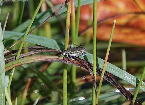 Leaf Beetle (Donacia versicolorea) I'm posting this to correct a previous misidentification where I named this species 'Plateumaris sericea', an extremely similar Leaf beetle.

I spotted my error after separately coming across D. versicolorea and immediately recognising it.

What are those identifying features. Without going into the minutiae, some pointers are given here:    https://www.youtube.com/watch?v=-GePQ1Cp9-o Donacia versicolorea,Fall,Geotagged,United Kingdom