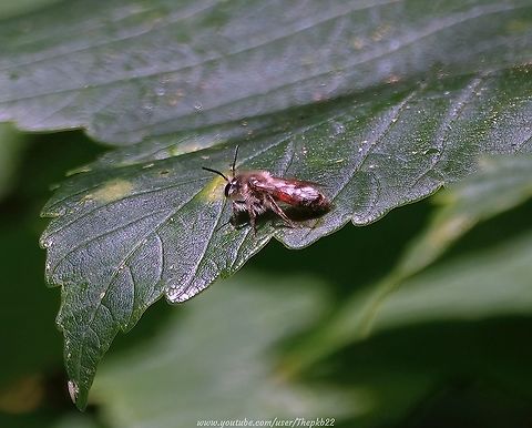 Bryony Mining Bee (Andrena florea) I spend much of the autumn/winter period identifying and cataloguing photographs and videos taken over recent seasons. Every now and then I get an unexpected surprise.

In the UK, A. florea is a listed nationally rare (RDB3) bee which can only be found in the South East corner of the country, on a local basis.

It's the only Andrena species in the country to rely on a single plant species for pollen (White Byrony) although it will search for nectar on certain other plants.

Unfortunately, with so many insects buzzing around the garden in June when this photo was taken, I didn't register how different it looked from most others. This was the only image.

It prefers sandy soils, including the edges of heathland, parkland, open clearings and the margins of woodland, and roadside verges and can be found, if you're lucky, in a single generation between May and July.

 Andrena florea,Bryony Mining Bee,Geotagged,Spring,United Kingdom