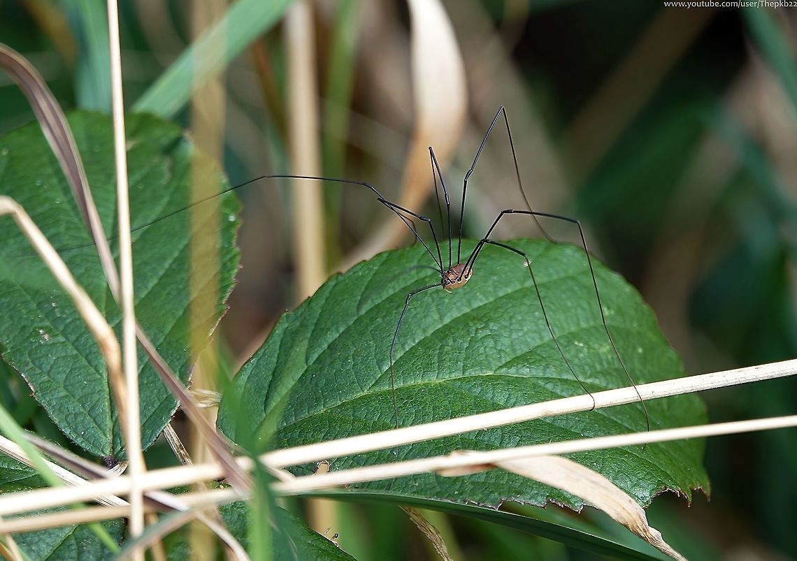 Harvestman (Leiobunum Rotundum) I have learned to really appreciate Harvestmen over the last year or so as a miracle of natural engineering.<br />
<br />
This is exemplified by their body to leg length ratio and the sheer capability of those long dangly limbs.<br />
<br />
Read about these remarkable limbs here, you may be greatly surprised:   <section class="video"><iframe width="448" height="282" src="https://www.youtube-nocookie.com/embed/OjF6m-_OZ4s?hd=1&autoplay=0&rel=0" frameborder="0" allowfullscreen></iframe></section>                 Geotagged,Leiobunum rotundum,Summer,United Kingdom