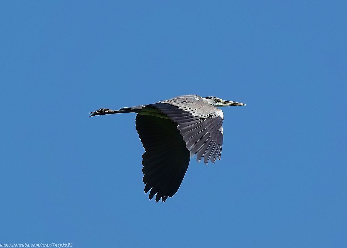 Grey Heron (Ardea cinerea)                I wasn&#039;t expecting this post to be any kind of &#039;species introduction&#039; because frankly, this species needs no introduction.<br />
<br />
Impressive and successful. What more can I say about Grey Heron&#039;s?<br />
<br />
Find out here: <section class="video"><iframe width="448" height="282" src="https://www.youtube-nocookie.com/embed/2TGqpZHgSKU?hd=1&autoplay=0&rel=0" frameborder="0" allowfullscreen></iframe></section>                 Ardea cinerea,Geotagged,Grey heron,Spring,United Kingdom