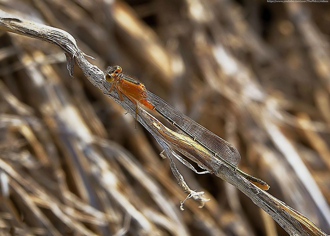 Ramburs Forktail Damselfly (Ischnura ramburii)       This delicate Damselfly is widely distributed throughout North and Central America and down the west coast of South America as far as Peru and Chile.<br />
<br />
There are two distinct forms or female, one which looks similar to the male (green with a light brown/black abdomen, except the abdominal segments 8 and 9, which are blue) and this Orange form.<br />
<br />
I think we can agree, even without the other female form to compare with, this is the prettier!<br />
<br />
Its preferred habitats include coastal plain ponds, lakes, marshes, and slow-flowing rivers or streams, often with brackish water.<br />
<br />
Rambur's Forktail often perches on bare ground and flies along open shorelines, while most forktail species prefer to find shelter in low, dense vegetation along shorelines.                     Geotagged,Ischnura ramburii,Peru,Rambur's forktail,Spring