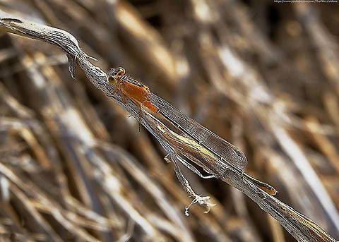 Ramburs Forktail Damselfly (Ischnura ramburii)       This delicate Damselfly is widely distributed throughout North and Central America and down the west coast of South America as far as Peru and Chile.

There are two distinct forms or female, one which looks similar to the male (green with a light brown/black abdomen, except the abdominal segments 8 and 9, which are blue) and this Orange form.

I think we can agree, even without the other female form to compare with, this is the prettier!

Its preferred habitats include coastal plain ponds, lakes, marshes, and slow-flowing rivers or streams, often with brackish water.

Rambur's Forktail often perches on bare ground and flies along open shorelines, while most forktail species prefer to find shelter in low, dense vegetation along shorelines.                     Geotagged,Ischnura ramburii,Peru,Rambur's forktail,Spring