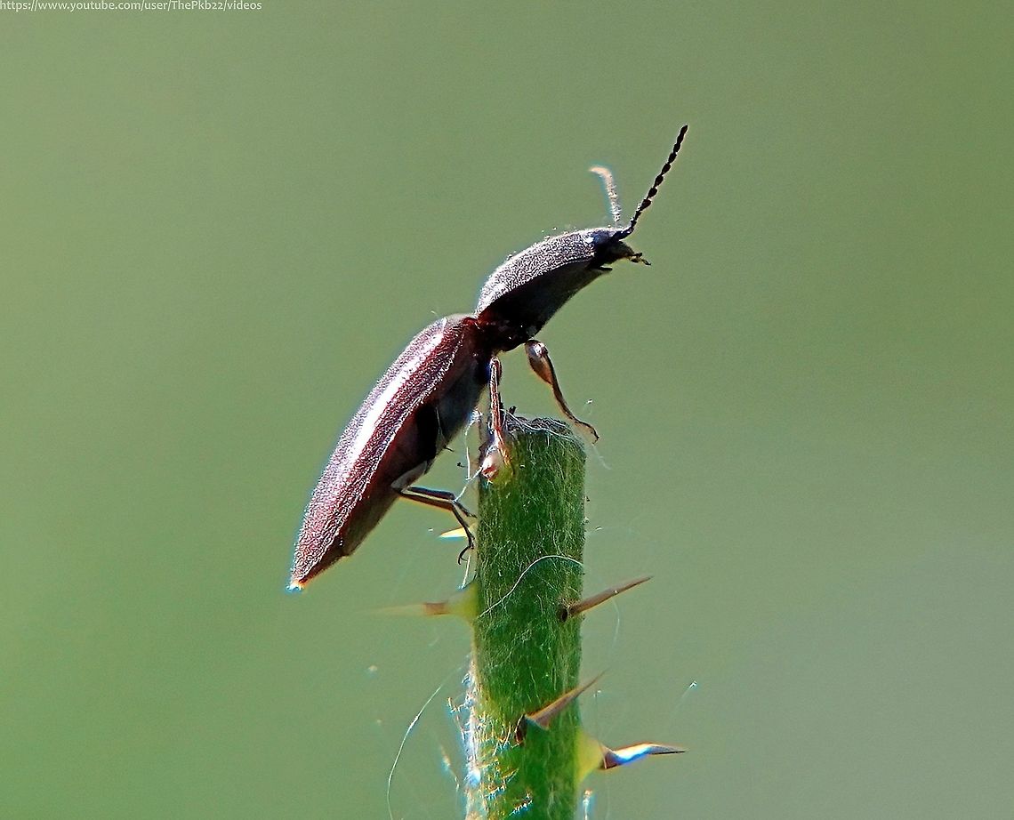 Click Beetle (Athous haemorrhoidalis) There are an estimated 10,000 click beetles (Elateridae) worldwide in a family constantly in a state of flux and with new species being added fairly regularly.<br />
<br />
In the UK, there are 65 known species, many of them looking very similar to  A. haemorrhoidalis. with long, thin, fairly drab, brown bodies longish antennae and biting mouthparts.<br />
<br />
A. haemorrhoidalis is relatively  distinctive; 10-15mm in length and shiny, The head and pronotum are black and the elytra contrastingly dark brown.  The entire upper surface is clothed with pale grey-brown pubescence. The head is transverse, densely punctured and with prominent eyes and antennae containing 11 segments.<br />
<br />
It can be found throughout most of the UK across woodland, moorland, grassland, dunes, parks and gardens etc. Active from March or April, when they can be seen basking on low vegetation.<br />
<br />
The larvae are known to predate winter moths, plant roots and other insects; and can take two years to develop.<br />
<br />
(Click beetles get their name from the noise they make when employing a special hinge on their thorax, arching their body to create a tension on the hinge, like a coiled spring, before suddenly releasing the tension, causing the beetle to leap into the air at a speed of more than 2 metres per second.<br />
<br />
This is generally deployed when the beetle feels threatened or needs to escape predation. Athous haemorrhoidalis,Geotagged,Spring,United Kingdom