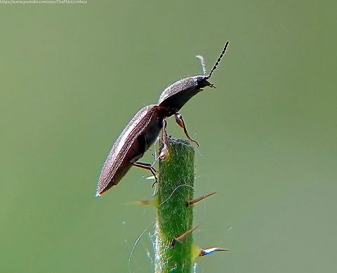 Click Beetle (Athous haemorrhoidalis) There are an estimated 10,000 click beetles (Elateridae) worldwide in a family constantly in a state of flux and with new species being added fairly regularly.

In the UK, there are 65 known species, many of them looking very similar to  A. haemorrhoidalis. with long, thin, fairly drab, brown bodies longish antennae and biting mouthparts.

A. haemorrhoidalis is relatively  distinctive; 10-15mm in length and shiny, The head and pronotum are black and the elytra contrastingly dark brown.  The entire upper surface is clothed with pale grey-brown pubescence. The head is transverse, densely punctured and with prominent eyes and antennae containing 11 segments.

It can be found throughout most of the UK across woodland, moorland, grassland, dunes, parks and gardens etc. Active from March or April, when they can be seen basking on low vegetation.

The larvae are known to predate winter moths, plant roots and other insects; and can take two years to develop.

(Click beetles get their name from the noise they make when employing a special hinge on their thorax, arching their body to create a tension on the hinge, like a coiled spring, before suddenly releasing the tension, causing the beetle to leap into the air at a speed of more than 2 metres per second.

This is generally deployed when the beetle feels threatened or needs to escape predation. Athous haemorrhoidalis,Geotagged,Spring,United Kingdom