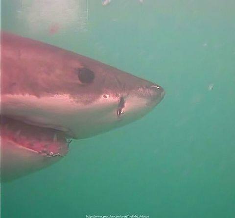 The Great White Shark (Carcharodon carcharias) Moving swiftly from a Click beetle so something slightly larger, this is a fellow one doesn't get to meet every day!

For a friend's 2Oth birthday in 2010, we went under water in a cage from where I took this photo,

This 6 metre length mature shark then attacked our cage, which I also managed to film. The link available in the written commentary to this video: https://www.youtube.com/watch?v=nb5pgIB2MPw Carcharodon carcharias,Geotagged,Great white shark,South Africa