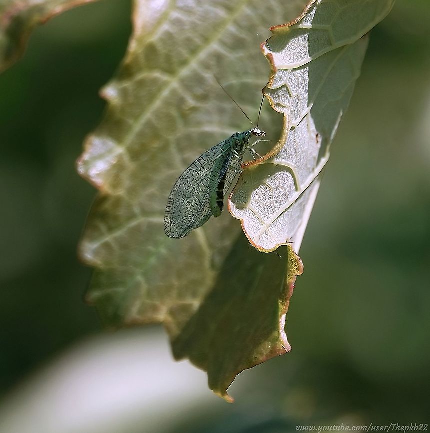 Green Lacewing (Chrysopa perla) In nature, looks can be remarkably deceiving.<br />
<br />
This slight and attractive insect is actually a ferocious and successful predator, especially in larva form, and is a favourite with Organic farmers and gardeners as pest control.<br />
<br />
 They are also a joy to photograph, if you can capture the intricate details of the wings and body.<br />
<br />
<section class="video"><iframe width="448" height="282" src="https://www.youtube-nocookie.com/embed/NGYpMmG56C4?hd=1&autoplay=0&rel=0" frameborder="0" allowfullscreen></iframe></section>  Chrysopa perla,Geotagged,Spring,United Kingdom
