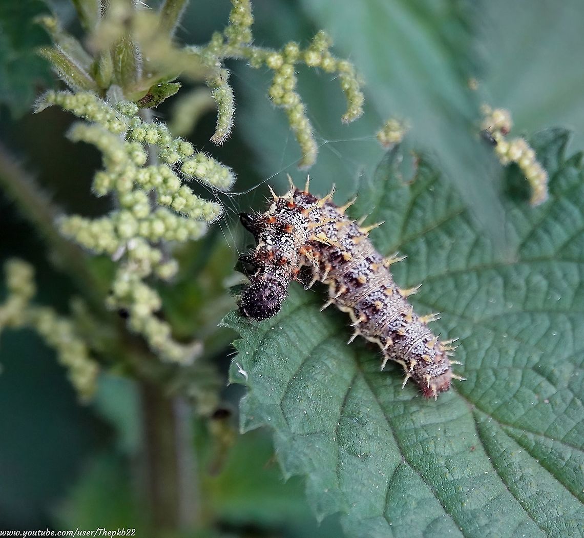 Caterpillar of the Red Admiral (Vanessa Atalanta) Or the &#039;Red Admirable&#039;, it&#039;s former common name, as I prefer to call it.<br />
<br />
Its larva is almost as inpressive as the butterfly itself, one of which I photographed just a few days ago on a chilly December day.<br />
<br />
However, here&#039;s the ever hungry caterpillar to remind us of mid-summer.<br />
<br />
<section class="video"><iframe width="448" height="282" src="https://www.youtube-nocookie.com/embed/pWZaKs0YCTg?hd=1&autoplay=0&rel=0" frameborder="0" allowfullscreen></iframe></section>                 Geotagged,Red Admiral,Spring,United Kingdom,Vanessa atalanta
