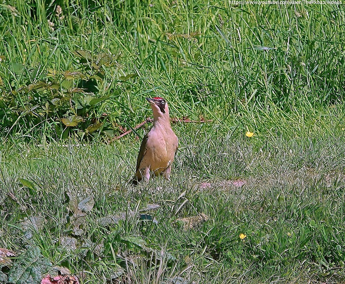 Green Woodpecker (Picus viridis) Although the specimen in the photo above is an adult, the main focus of this entry is the juvenile filmed in this video: <section class="video"><iframe width="448" height="282" src="https://www.youtube-nocookie.com/embed/XlV1qDWD41Q?hd=1&autoplay=0&rel=0" frameborder="0" allowfullscreen></iframe></section>       <br />
<br />
(I apologise for my enforced absence - I&#039;ve been in hospital for a couple of weeks)                European green woodpecker,Geotagged,Picus viridis,Spring,United Kingdom