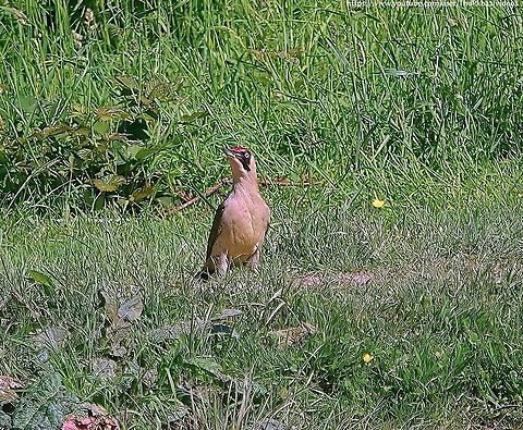 Green Woodpecker (Picus viridis) Although the specimen in the photo above is an adult, the main focus of this entry is the juvenile filmed in this video: https://www.youtube.com/watch?v=XlV1qDWD41Q       

(I apologise for my enforced absence - I've been in hospital for a couple of weeks)                European green woodpecker,Geotagged,Picus viridis,Spring,United Kingdom