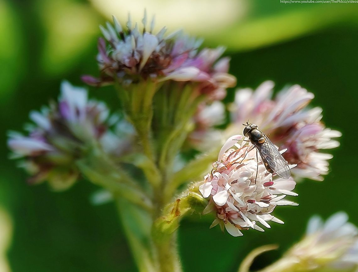 Spotted Meliscaeva (Meliscaeva auricollis) This variably marked hoverfly is one of the first of the year to appear, even, as in this case, coming out of hibernation on particularly warm and sunny days in January.<br />
<br />
These early flyers tend to be much darker than summer one&#039;s with the spots on tergites 3 &amp; 4 small and well separated, and those of tergite 2 usually reduced to a pair of oblique stripes. <br />
<br />
This winter form is termed &#039;maculicornis&#039;.<br />
<br />
Typically, they can be seen visiting spring blossoms such as sallow and Prunus species and Lesser Celandine in March and April, umbellifers and bramble in summer, and Ivy in autumn.<br />
<br />
I found this specimen in an old cemetery filled the mature trees among which the species is known to be found. Geotagged,Meliscaeva auricollis,United Kingdom,Winter