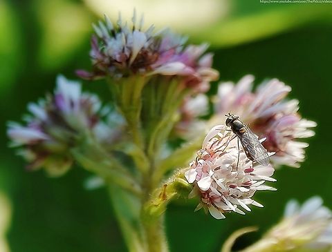 Spotted Meliscaeva (Meliscaeva auricollis) This variably marked hoverfly is one of the first of the year to appear, even, as in this case, coming out of hibernation on particularly warm and sunny days in January.

These early flyers tend to be much darker than summer one's with the spots on tergites 3 & 4 small and well separated, and those of tergite 2 usually reduced to a pair of oblique stripes. 

This winter form is termed 'maculicornis'.

Typically, they can be seen visiting spring blossoms such as sallow and Prunus species and Lesser Celandine in March and April, umbellifers and bramble in summer, and Ivy in autumn.

I found this specimen in an old cemetery filled the mature trees among which the species is known to be found. Geotagged,Meliscaeva auricollis,United Kingdom,Winter