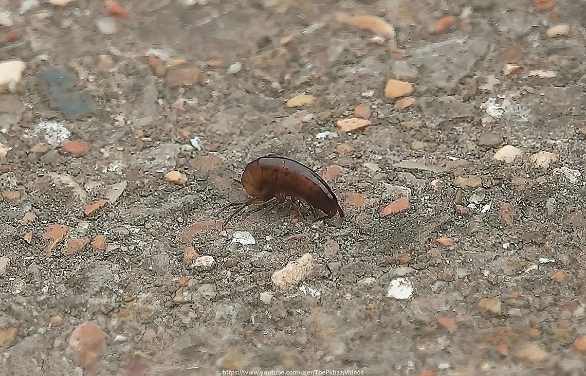 Landhopper (Arcitalitrus Dorrieni) I don&#039;t know whether this species was a relatively new arrival in my garden, but I certainly hadn&#039;t noticed it before I moved a large plant pot and several of them jumped or hopped in various different directions, much to my surprise.<br />
<br />
Now I find them whenever I disturb damp leaf litter or the like, and I do my best to take care not to harm them.<br />
<br />
Watch one in close up and read about them here:<section class="video"><iframe width="448" height="282" src="https://www.youtube-nocookie.com/embed/J5g7-OSHHLQ?hd=1&autoplay=0&rel=0" frameborder="0" allowfullscreen></iframe></section> Arcitalitrus dorrieni,Geotagged,United Kingdom