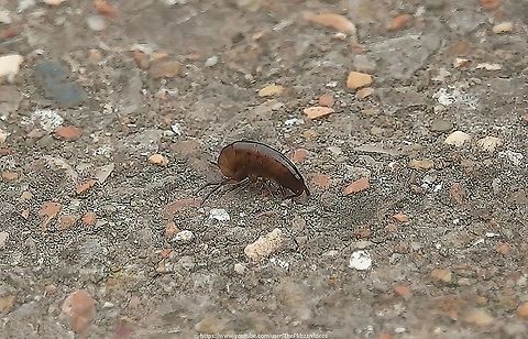 Arcitalitrus dorrieni