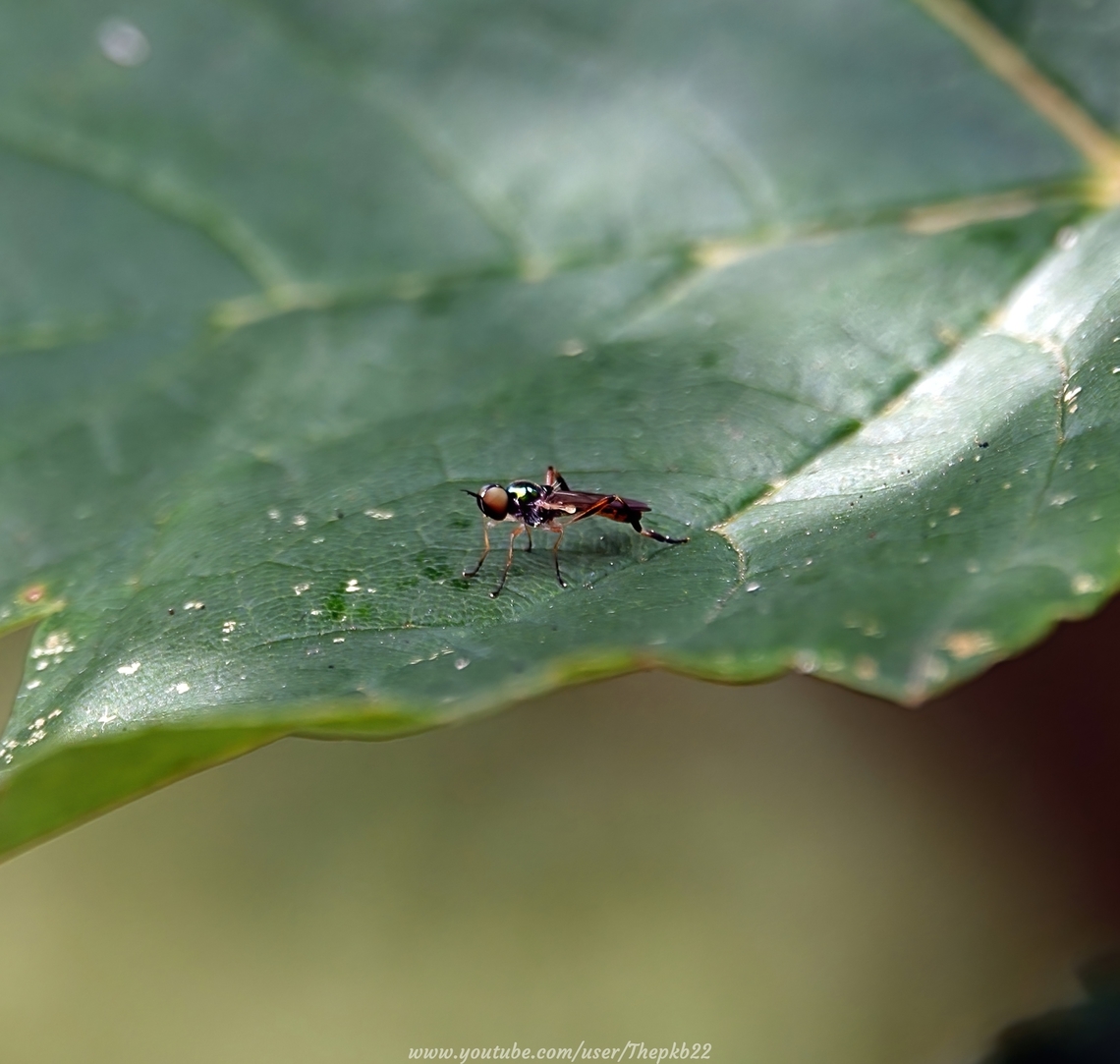 Bright Four-spined legionnaire (Chorisop nagatomii) This is the scarcer of the two Chorisop species to be found in the UK, the other being the Dull Four-spined legionnaire (C. tibialis) and was only recognised as a seperate species in 1979.<br />
<br />
It's distinguished by "its more extensively yellow tergites (especially in the female), glossy grreen frons, and clear yellow humeri and posterior calli." (Steven Falk)<br />
<br />
Widespread but local, there's evidence of this species expanding its range and it seems to reach its peak season a month or so after its cousin.<br />
<br />
In the south, it seems to be associated with young Ash woodland on limestone soils, which might explain its presence in my garden which has several young ash in the wooded area at the far end.<br />
 Chorisop nagatomii,Chorisops nagatomii,Geotagged,Summer,United Kingdom