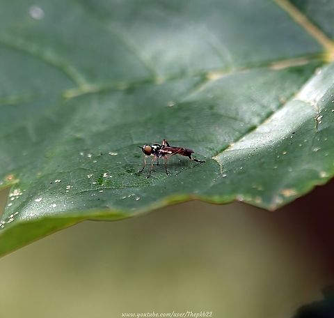 Bright Four-spined legionnaire (Chorisop nagatomii) This is the scarcer of the two Chorisop species to be found in the UK, the other being the Dull Four-spined legionnaire (C. tibialis) and was only recognised as a seperate species in 1979.

It's distinguished by "its more extensively yellow tergites (especially in the female), glossy grreen frons, and clear yellow humeri and posterior calli." (Steven Falk)

Widespread but local, there's evidence of this species expanding its range and it seems to reach its peak season a month or so after its cousin.

In the south, it seems to be associated with young Ash woodland on limestone soils, which might explain its presence in my garden which has several young ash in the wooded area at the far end.
 Chorisop nagatomii,Chorisops nagatomii,Geotagged,Summer,United Kingdom