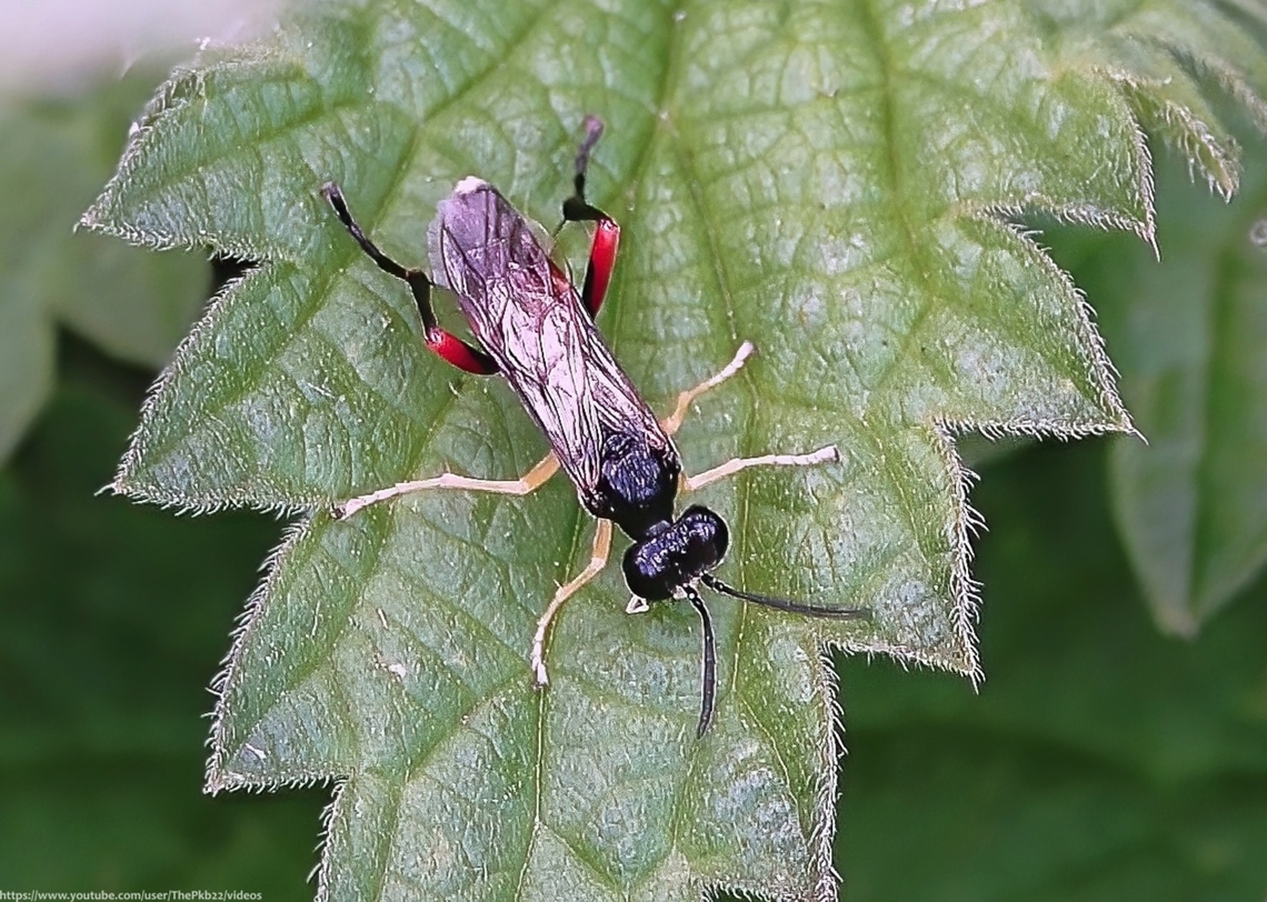 Red-thighed Macrophya (Macrophya rufipes) One of ten Macrophya Sawflies in the UK, which i mistook at the time for a Spider Hunting Ichnemon Wasp.<br />
<br />
It turns out there were actually good reasonsw for me to make that mistaken ID.<br />
<br />
Find out what those reasons were by reading the accompanying information to this video: <section class="video"><iframe width="448" height="282" src="https://www.youtube-nocookie.com/embed/DUvOVqawzpI?hd=1&autoplay=0&rel=0" frameborder="0" allowfullscreen></iframe></section> Geotagged,Macrophya rufipes,United Kingdom