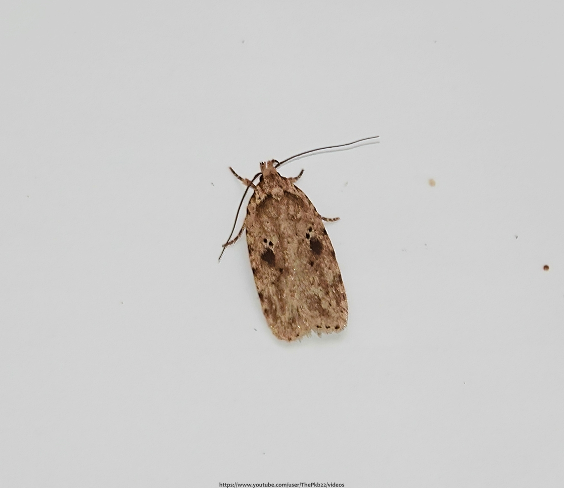 Brindled Flat-body Moth (Agonopterix arenella) This lively micro-moth looked as surprised as me when out of nowhere it flew close by my shoulder and landed on the kitchen door behind me.<br />
<br />
I&#039;m assuming I must have accidentally disturbed it as I gently went about my winter gardeing jobs.<br />
<br />
It was a new moth for my collection and you can both see it and read about it here: <section class="video"><iframe width="448" height="282" src="https://www.youtube-nocookie.com/embed/yyKo7ixeFW4?hd=1&autoplay=0&rel=0" frameborder="0" allowfullscreen></iframe></section>                     Agonopterix arenella,Geotagged,United Kingdom,Winter
