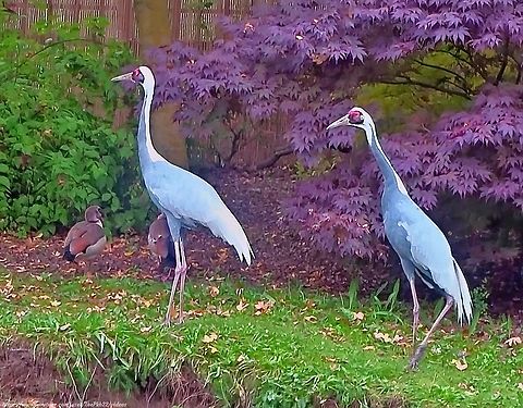 White-naped Cranes (Antigone vipio) Occasionally, I come across old photos and videos I'd forgotten I had.

Thus it was with this video or a pair of White-naped Cranes at a Wetlands Centre in London a few years ago, where they still live.

At nesting times these Cranes gather in large numbers at its natural wetland habitats so there's always something sad about a pair like this denied that opportunity, although it's much sadder that such measures have become necessary with some species.

Watch these elegant birds here: https://www.youtube.com/watch?v=B9Yk5_ArpXU Antigone vipio,Geotagged,United Kingdom,White-naped Crane