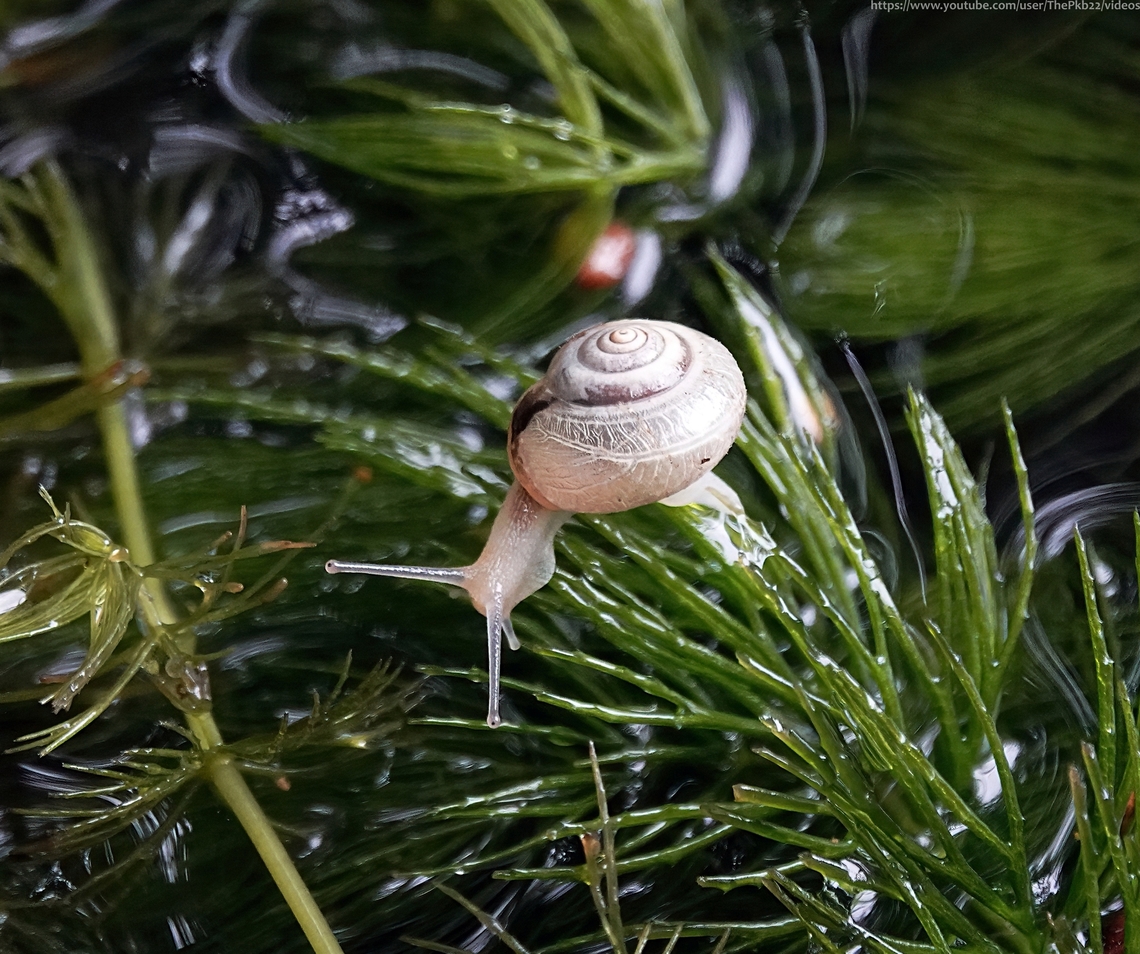 Carthusian Snail (Monacha cartusia) I am particularly happy and excited to be able to finally write this post!<br />
<br />
In the UK M. cartusia  is considered 'nationally rare'.<br />
<br />
As soon as I saw it in my pond one balmy day in June 2021, it struck me as very similar, but somehow different from the Kentish snails (M. cantiana) I already knew populated the garden. <br />
<br />
It transpires the two species are very difficult to separate, because of the similarity between adult M. cartusia and juvenile M. cantiana.<br />
<br />
However, after consultations between those far more qualified than I, this is now considered likely to be M cartusia and the identification has been accepted.<br />
<br />
To see how rare M. cartusia has become in the UK and to read more about the species, see the information which accompanies this video:       <section class="video"><iframe width="448" height="282" src="https://www.youtube-nocookie.com/embed/kc1ckr-xP1Q?hd=1&autoplay=0&rel=0" frameborder="0" allowfullscreen></iframe></section>            Geotagged,Monacha cartusia,Monacha cartusiana,Summer,United Kingdom