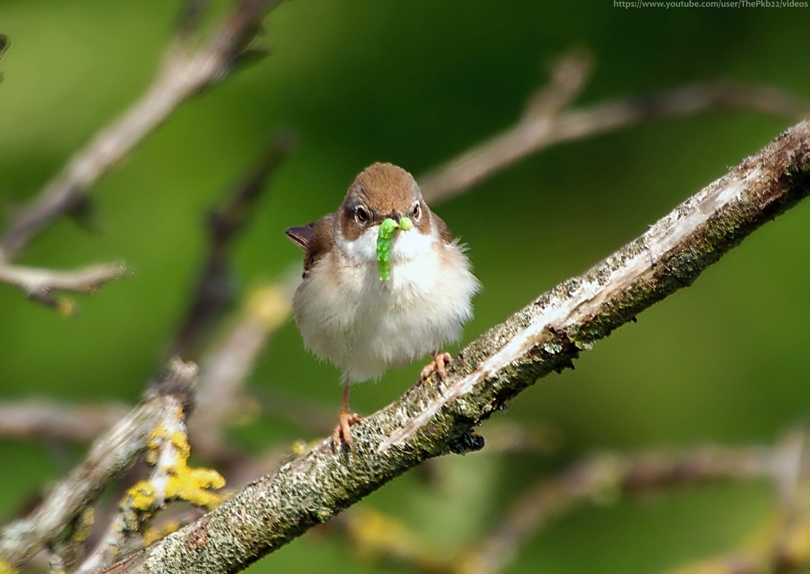 Whitethroat Warbler (Sylvia communis) One of my favourite small birds, but don&#039;t let the size fool you.<br />
<br />
Every year around April time, having gorged on berries from Salvadora bushes in the Sahel, just south of the Sahara Desert, these birds make a jouney close to 6,000 miles to the UK, only to repeat the journey in the opposite direction just a few months later, crossing the Sahara twice in the process.<br />
<br />
With little time to spare once they arrive in the UK they quickly get down to the business of breeding, with the first eggs usually laid in May. The male builds several nests for the female to choose from, and she lines the one she chooses with fine grasses and hair. Both parents incubate the eggs, but the female does most of the work as she always incubates throughout the night.<br />
<br />
Whitethroats are mainly found in scrubby habitats, preferring low cover such as brambles, nettle patches and the base of hedgerows, feeding mainly on invertebrates such as beetles and caterpillars. They will feed up on berries once more during the late summer/early autumn before they return to Africa.<br />
<br />
I often find myself playing hide and seek with them, hoping one will emerge at just the right spot for a moment, just as this immature female one did.<br />
<br />
<br />
 <br />
        Common whitethroat,Curruca communis,Geotagged,Spring,Sylvia communis,United Kingdom