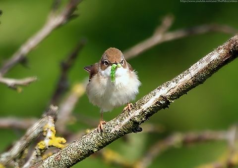 Whitethroat Warbler (Sylvia communis) One of my favourite small birds, but don't let the size fool you.
Every year around April time, having gorged on berries from Salvadora bushes in the Sahel, just south of the Sahara Desert, these birds make a jouney close to 6,000 miles to the UK, only to repeat the journey in the opposite direction just a few months later, crossing the Sahara twice in the process.
With little time to spare once they arrive in the UK they quickly get down to the business of breeding, with the first eggs usually laid in May. The male builds several nests for the female to choose from, and she lines the one she chooses with fine grasses and hair. Both parents incubate the eggs, but the female does most of the work as she always incubates throughout the night.
Whitethroats are mainly found in scrubby habitats, preferring low cover such as brambles, nettle patches and the base of hedgerows, feeding mainly on invertebrates such as beetles and caterpillars. They will feed up on berries once more during the late summer/early autumn before they return to Africa.
I often find myself playing hide and seek with them, hoping one will emerge at just the right spot for a moment, just as this immature female one did.
Common whitethroat,Curruca communis,Geotagged,Spring,Sylvia communis,United Kingdom
