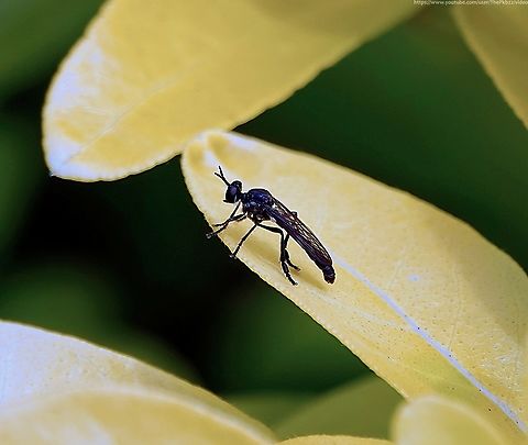 Violet Black-legged Robberfly (Dioctria atricapilla) It could almost be mistaken for a common or garden fly (and robberflies are 'true flies') but like all robberflies, this is actually a superb flyer, no respecter of reputations and a ruthlessly efficient killing machine.

https://www.youtube.com/watch?v=rWq7o9jIYsY                           Dioctria atricapilla,Geotagged,Summer,United Kingdom
