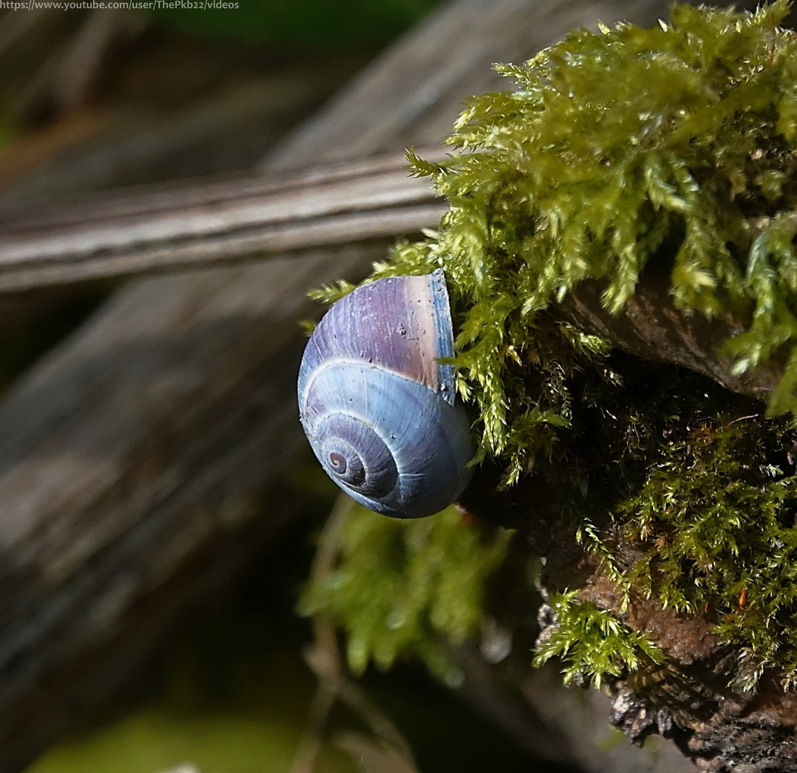 Grove Snail (Cepaea nemoralis) Also called the Brown-lipped snail or Black Mouthed banded snail, the Grove snail is a species of air-breathing land snail (or terrestrial pulmonate gastropod mollusc) and one of the most common species of land snail in Europe.<br />
<br />
It inhabits damp spots in a wide range of habitats, from gardens to grasslands, woods to hedges.<br />
<br />
They are hermaphrodites, so have organs of both sexes, but need to mate in order for each snail to fertilise their own eggs. They then bury their eggs in soil.<br />
<br />
They are also polymorphic, so the colour and markings of the shells vary greatly.  Cepaea nemoralis,Geotagged,Grove snail,Spring,United Kingdom