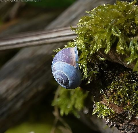Grove Snail (Cepaea nemoralis) Also called the Brown-lipped snail or Black Mouthed banded snail, the Grove snail is a species of air-breathing land snail (or terrestrial pulmonate gastropod mollusc) and one of the most common species of land snail in Europe.

It inhabits damp spots in a wide range of habitats, from gardens to grasslands, woods to hedges.

They are hermaphrodites, so have organs of both sexes, but need to mate in order for each snail to fertilise their own eggs. They then bury their eggs in soil.

They are also polymorphic, so the colour and markings of the shells vary greatly.  Cepaea nemoralis,Geotagged,Grove snail,Spring,United Kingdom