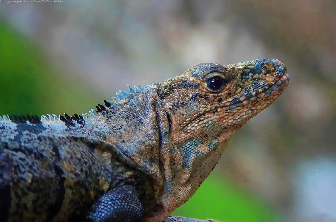 Black Spiny-tailed Iguana (Ctenosaura similis) C. similis is the largest and most widely spread species of the genus Ctenosaura commonly known as Spinytail iguanas'. Adult males can reach up to 18 inches in length with an 18 inch tail.<br />
<br />
Predominantly black, juveniles show patches of Olive green and tan. Colours may also lighten after basking in the sunlight with yellowish and orange markings becoming evident along the sides, as seen in this photo.<br />
<br />
Its native range stretches from southern Mexico to Panama where it's exploited for food and traditional medicine.<br />
<br />
It generally is found in seasonally dry, lowland habitats but can occur in sites up to 900 m elevation, often in ose proximity to human activity. <br />
<br />
They generally live in colonies within which there's a strict hierarchical order under a single dominant male.<br />
<br />
Its adaptability means it's considered a menace in parts of the southern states of the USA, particularly Florida where it was introduced in the 1970's. It consumes valuable horticultural plants, invades dwellings, and threatens imperilled native species through predation and usurpation of burrows. Black Spiny-tailed Iguana,Costa Rica,Ctenosaura similis,Geotagged,Spring