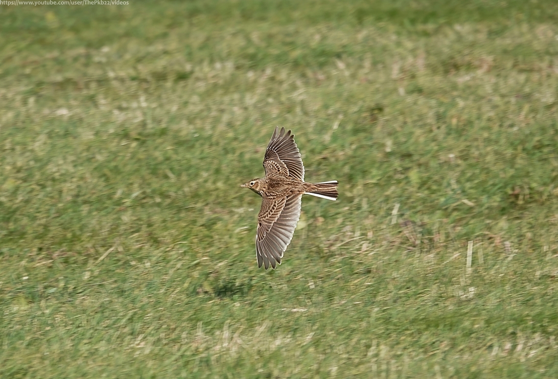 Skylark (Alauda arvensis) Mostly associated with farmland and large rural spaces, I was genuinely surprised and delighted to find a small number of this fascinating bird in a field not far from Brighton Centre, close to a busy road.<br />
<br />
Watch this video closely and see if you can spot what the female in the first half of the video is eating (answer in the accompanying commentary).<br />
<br />
If it&#039;s what i think it is, I believe it&#039;s outside of the range normally associated with this species? <br />
<br />
<section class="video"><iframe width="448" height="282" src="https://www.youtube-nocookie.com/embed/jsEu7kaxYPE?hd=1&autoplay=0&rel=0" frameborder="0" allowfullscreen></iframe></section>         Alauda arvensis,Eurasian skylark,Geotagged,United Kingdom,Winter