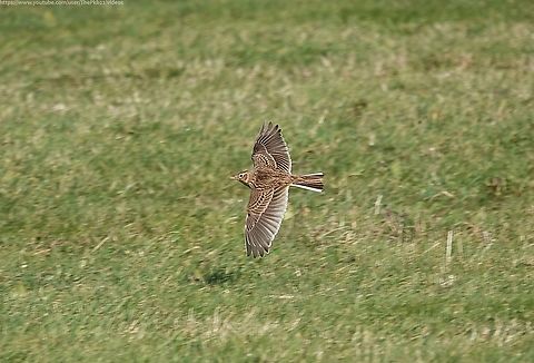 Skylark (Alauda arvensis) Mostly associated with farmland and large rural spaces, I was genuinely surprised and delighted to find a small number of this fascinating bird in a field not far from Brighton Centre, close to a busy road.

Watch this video closely and see if you can spot what the female in the first half of the video is eating (answer in the accompanying commentary).

If it's what i think it is, I believe it's outside of the range normally associated with this species? 

https://www.youtube.com/watch?v=jsEu7kaxYPE         Alauda arvensis,Eurasian skylark,Geotagged,United Kingdom,Winter