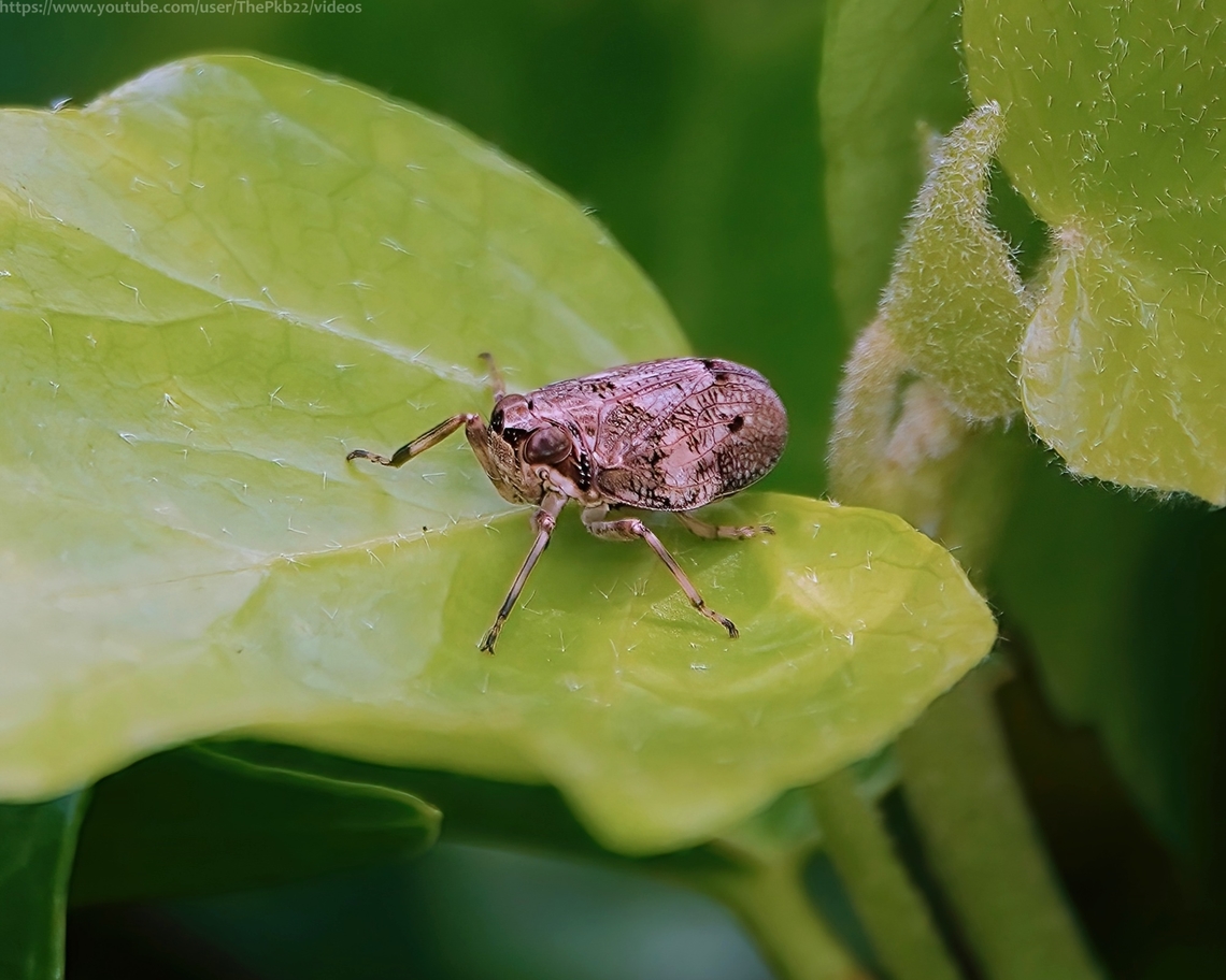 Planthopper (Issus coleoptratus) I previously featured the juvenile of this species, the first ever identified to have naturally occuring mechanical-like gears.<br />
<br />
This entry covers the species in more general terms with information accompanying this video: <section class="video"><iframe width="448" height="282" src="https://www.youtube-nocookie.com/embed/JSrbSbjtOZo?hd=1&autoplay=0&rel=0" frameborder="0" allowfullscreen></iframe></section>                    Geotagged,Issus coleoptratus,Summer,United Kingdom