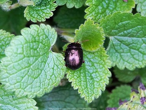 Leaf Beetle - Chrysolina banksii In the UK this species is mostly found in coastal areas of the south, as far east as Hampshire, and south west with a few records in Essex and Kent.

This might therefore be the first recorded specimen in Sussex.

The typical habitat is grassland, heaths, dunes, woodland margins and salt marshes, with adults often found on their host plants, Black Horehound  and Narrow-leaved Plantain.

Very similar to C. staphylaea, but larger.

Colouring can vary slightly but is generally a bronze/green with red legs, collar and antennae.
                      Chrysolina bankii,Chrysolina banksii,Geotagged,United Kingdom,Winter