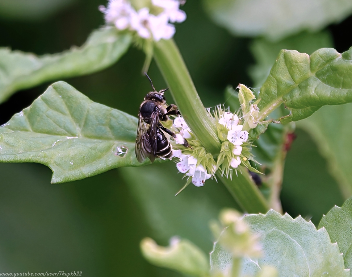 Yellow-loosestrife bee (Macropis europaea) This particularly fascinating and unusual bee is the only species of 'Macropis' to be found in the UK.<br />
<br />
Its name derives from its strong preference for the Yellow Loosestrife plant(hence its name) from which the male collects pollen and the female extracts flower oils.<br />
<br />
The female uses the oils to waterproof the nest, which is often sited in places liable to flooding such as fens, reedbeds, ditches, water edges, paths and embankments. What a wise lady!<br />
<br />
A medium-sized bee, the female has entirely white-haired hind tibia, clearly seen in this photograph. The yellow-faced male hind legs are less hairy, but noticeably swollen. The tergites are also<br />
<br />
This bee is found locally in the south/south east only and to a lesser extent, parts of East Anglia. <br />
                           European Yellow Loosestrife Bee,Geotagged,Macropis europaea,Summer,United Kingdom