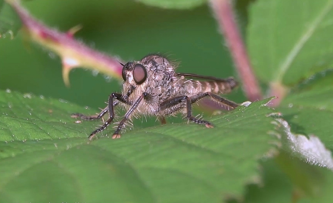 Fan-bristled Robberfly (Dysmachus trigonus) A particularly hirsute Robberfly with an exaggerated hump, which otherwise looks similar to the Downland Robberfly (Machimus rusticus) I have previously featured on Jungledragon.<br />
<br />
See the Fan-bristled Robberfly in close up here: <section class="video"><iframe width="448" height="282" src="https://www.youtube-nocookie.com/embed/xPza_1_3MOk?hd=1&autoplay=0&rel=0" frameborder="0" allowfullscreen></iframe></section> Dysmachus trigonus,Geotagged,United Kingdom