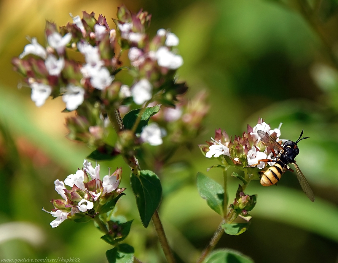 Four-banded Beegrabber (Conops quadrifasciatus) One of 24 species of Thick-headed flies to be found in the UK, all of which are endoparasitoids of bees and wasps.<br />
<br />
The process by which which this is achieved might seem a tad grisly to us, but is just another of nature's inventive ways to ensure perpetual renewal.<br />
<br />
You can read about it in the information which accompanies this video:   <section class="video"><iframe width="448" height="282" src="https://www.youtube-nocookie.com/embed/nSNLC5pJvUQ?hd=1&autoplay=0&rel=0" frameborder="0" allowfullscreen></iframe></section>                   Conops quadrifasciatus,Geotagged,Summer,United Kingdom
