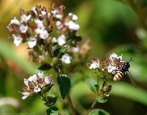 Four-banded Beegrabber (Conops quadrifasciatus) One of 24 species of Thick-headed flies to be found in the UK, all of which are endoparasitoids of bees and wasps.

The process by which which this is achieved might seem a tad grisly to us, but is just another of nature's inventive ways to ensure perpetual renewal.

You can read about it in the information which accompanies this video:   https://www.youtube.com/watch?v=nSNLC5pJvUQ                   Conops quadrifasciatus,Geotagged,Summer,United Kingdom