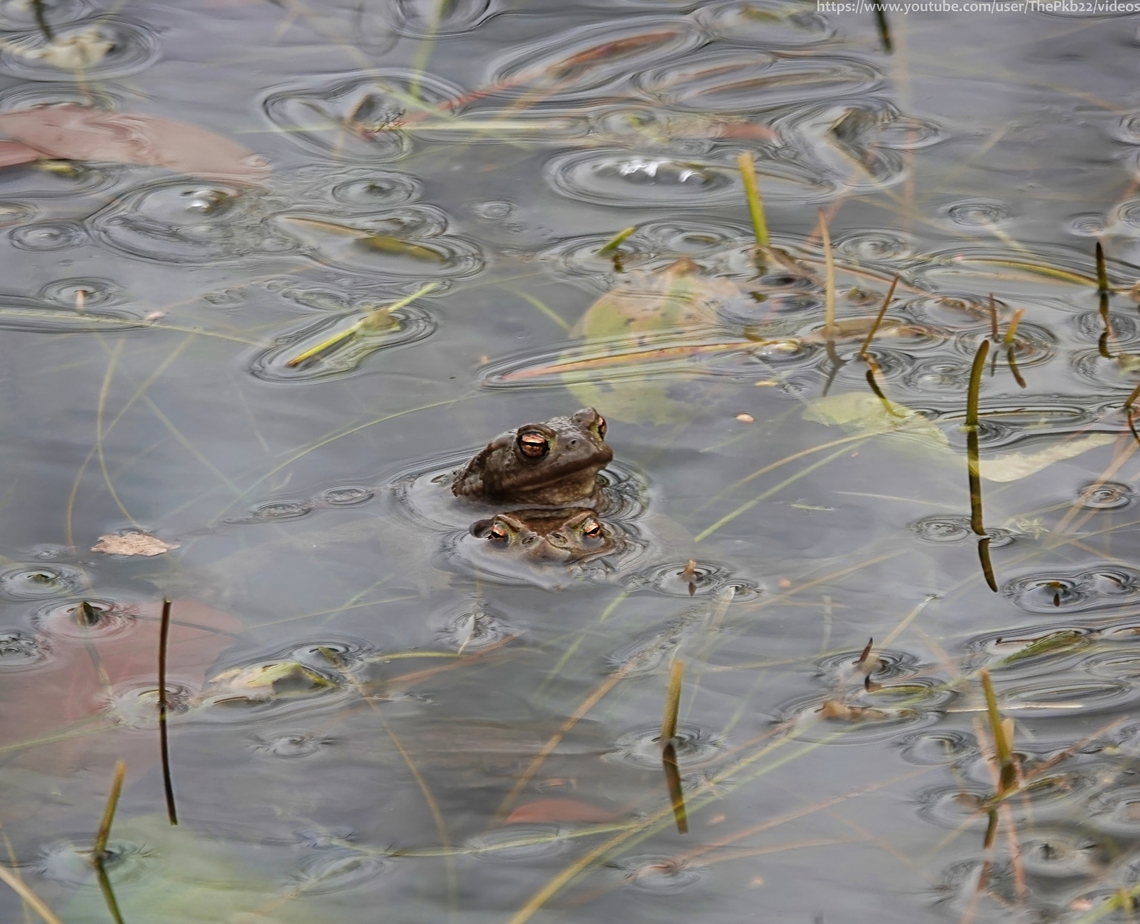 Common Toads (Bufo bufo) Unlike frogs, Toads spend most of their year on dry land, leading solitary lives.<br />
<br />
That is until, for just a few days a year they gather on mass, following a hugely dangerous migration to the pond of their birth, where they indulge in a mating frenzy before going their separate ways once again.<br />
<br />
I just happened to be in the right place at the right time. <br />
<br />
See the video and read the full story here: <section class="video"><iframe width="448" height="282" src="https://www.youtube-nocookie.com/embed/7cfDAO4UVCE?hd=1&autoplay=0&rel=0" frameborder="0" allowfullscreen></iframe></section>                 Bufo bufo,Common toad,Geotagged,United Kingdom,Winter