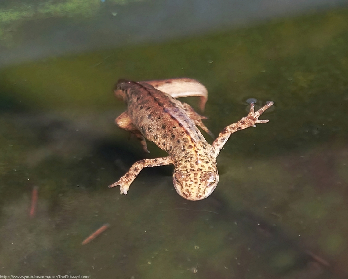 Smooth Newts (Lissotriton vulgaris) Following on from the Toads, we have Newts.<br />
<br />
My pond is fast filling up with Smooth newts returning ahead of the mating season. so I crept out at 2am the other morning to see what was occuring.<br />
<br />
Read all about it and watch the video here: <section class="video"><iframe width="448" height="282" src="https://www.youtube-nocookie.com/embed/oZqM_Omw0UA?hd=1&autoplay=0&rel=0" frameborder="0" allowfullscreen></iframe></section><br />
<br />
Even I was surprised at how teeming the water is with all sorts of aquatic wildlife! <br />
<br />
Very pleasing.                               Geotagged,Lissotriton vulgaris,Smooth Newt,United Kingdom,Winter