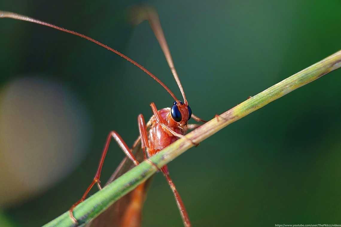 Ophion scutellaris After a couple of hours of 'near misses' and on the way home, I suddenly found myself witnessing something I doubt I'll be lucky enough to witness again.<br />
<br />
As Gavin Broad, one of the UK's most respected wasp experts and 'Principal curator in charge of insects at the Natural History Museum' said on confirming my species ID,  "A rare treat, to see Ophion mating in the field!"<br />
<br />
See it for yourselves: <section class="video"><iframe width="448" height="282" src="https://www.youtube-nocookie.com/embed/ddhSMxRIFSM?hd=1&autoplay=0&rel=0" frameborder="0" allowfullscreen></iframe></section><br />
<br />
                       Geotagged,Ophion scutellaris,United Kingdom,Winter
