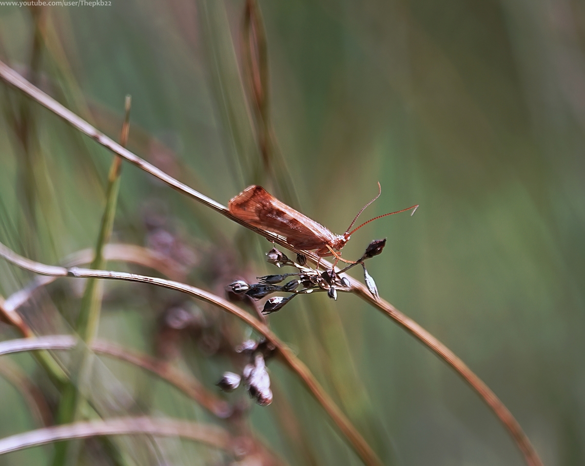 Cinnamon Sedge (Limnephilus lunatus) If it looks like a moth and flies like a moth, it&#039;s gotta be a moth, right?<br />
<br />
Not in this instance.<br />
<br />
Find out what the Cinnamon Sedge (Limnephilus lunatus) actually is by watching this YouTube video:     <section class="video"><iframe width="448" height="282" src="https://www.youtube-nocookie.com/embed/F4cJoUr2Sdk?hd=1&autoplay=0&rel=0" frameborder="0" allowfullscreen></iframe></section>   Fall,Geotagged,Limnephilus lunatus,United Kingdom