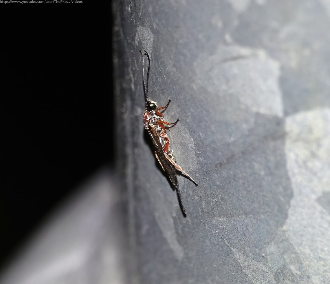 Braconid Wasp Earinus elator As I walk back to my house in the early hours having (hopefully) fed the foxes, I always keep my eye out for any nocturnal insects or anything which might be resting overnight.<br />
<br />
This was one such, apparantly asleep on a lamp post?<br />
<br />
Braconids form one of the two superfamilies (alongside Ichneumonidae) od parasitic wasps. There are at least 17,000 species with many probably still unrecorded.<br />
<br />
Consequently , many species are also under studied.<br />
<br />
They are usually less than 1.5cm in length, slender and often dark-bodied. They have thread-like antennae with 16 or more segments.   They differ from ichneumon wasps (family Ichneumonidae) in have only a single recurrent vein in the front wing.<br />
<br />
The wings are also sometimes banded or spotted. The ovipositor, or egg-laying organ, of the female is long and conspicuous, realative to the length of the body.                       Earinus elator,Geotagged,United Kingdom,Winter