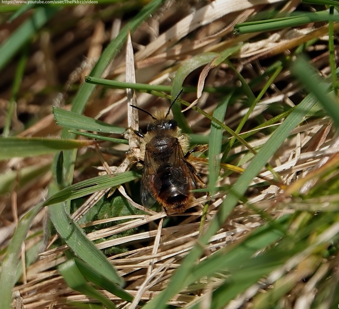 Red-tailed Mason Bee (Osmia bicolor) An early season Mason be, seen from March to July, it&#039;s easily confused with the Red Mason Bee (Osmia bicornis) which I believed it was when I took the photo. <br />
<br />
This is a male, and as you can see, it&#039;s not too dissimilar.<br />
<br />
The female O. bicolor is both more distinctive with a black head and thorax, and an abdomen of deep crimson red and truly fascinating.<br />
<br />
She creates her nest in empty snail shells, into which, once she&#039;s turned the shell over and over to inspect it for suitability, she builds up to to 4 or 5 individual cells, using chewed leaves, particles of earth, and chalk (or similar) to divide them.<br />
<br />
Once completed, she then disguises the shell by covering it with twigs and other debris.<br />
<br />
This is not my video, but it&#039;s a must watch, to see how she does this: <section class="video"><iframe width="448" height="282" src="https://www.youtube-nocookie.com/embed/NVINmxCImzI?hd=1&autoplay=0&rel=0" frameborder="0" allowfullscreen></iframe></section><br />
                        Geotagged,Osmia bicolor,Spring,United Kingdom