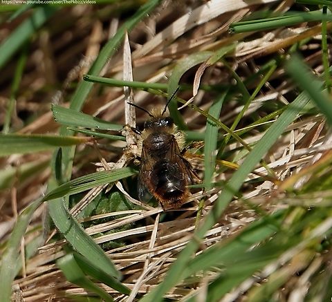 Red-tailed Mason Bee (Osmia bicolor) An early season Mason be, seen from March to July, it's easily confused with the Red Mason Bee (Osmia bicornis) which I believed it was when I took the photo. 

This is a male, and as you can see, it's not too dissimilar.

The female O. bicolor is both more distinctive with a black head and thorax, and an abdomen of deep crimson red and truly fascinating.

She creates her nest in empty snail shells, into which, once she's turned the shell over and over to inspect it for suitability, she builds up to to 4 or 5 individual cells, using chewed leaves, particles of earth, and chalk (or similar) to divide them.

Once completed, she then disguises the shell by covering it with twigs and other debris.

This is not my video, but it's a must watch, to see how she does this: https://www.youtube.com/watch?v=NVINmxCImzI&t=242s
                        Geotagged,Osmia bicolor,Spring,United Kingdom